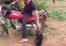 Motosiklete binmek için ağlayan maymun..)