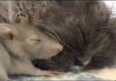 Mouse curls up with a sleepy kitty!