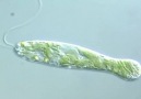 Movement in euglena