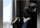 Movies need more pugs Credit Doug The Pug