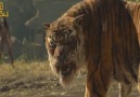 Mowgli Vs Tiger