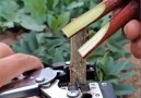Mr.DIY - Amazing Work DIY cut fruit trees Facebook
