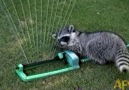 Mr. Raccoon plays his Backyard Sprinkler Harp!