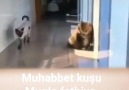 Muhabbet Kuşu Muğla Fethiye - Japon kedisi Facebook