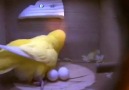 Muhabbet Kuşu Yumurtlarken SÜPER !!