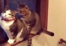 Muhsin Omurca - Türk kedisi. &quotKocamdır hem sever hem...