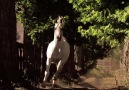 Muhteşem Doğa_Atlar/Gorgeous Nature_Horses