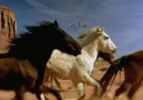 Muhteşem Doğa_Dörtnala Koşan Atlar