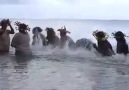 Mujeres de las islas Vanuatu haciendo msica con el agua.