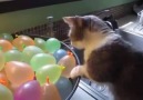 Munchkin Cat Pops Water Balloons!