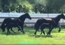 Mundo Animals - Una gran familia de caballos! Facebook