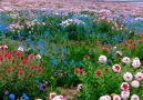 Mundo Interesante - Muy hermoso ocano de flores! Facebook