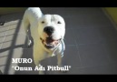 MURRO - Onun Adı Pitbull