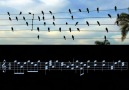 Music by Birds