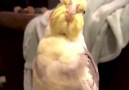 Music Porn - Opera bird!