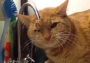Musluktan Su İçmeyi Yanlış Anlamış Kedi
