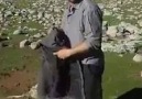 Mustafa Karaman nın Siverek katırkuyu köyünden gönderdiği video