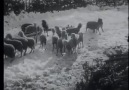 Mustafa Yücel - Turkish Shepherd dog KANGAL & Wolf...
