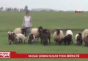 Muşta okul sonrası çobanlık yapan iki kız öğrenci TEOG birincisi oldu...