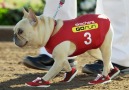 *MUST WATCH* French Bulldog Races Skechers Super Bowl.