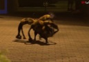 Mutant Giant Spider Dog (SA Wardega)