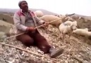 Mutluluktan Coşan Çoban Dayı (Kostak Kostak)