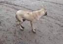 Müziği duyar duymaz halay çeken sokak köpeği )