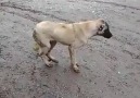 müzik sesi ile halay çeken köpek :))