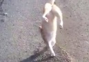 My cat is such a show off