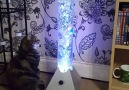 My cat LOVES our new lava lamp