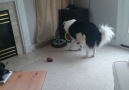My Dog Is A Frisbee Snob