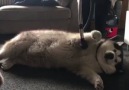 My dog loves being vacuumed