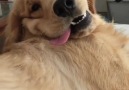 My face when I get belly rubs