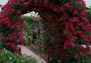 My Garden Roses Beautiful Home and Flowers