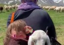 Mynet Kadın - Erzincan&yaylalara göç devam ederken heybede koyun koyuna uyuklayan iki kuzu!