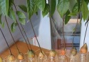 Mynet Yemek - Avokado Çekirdeğinden Avokado Ağacı Nasıl Yetiştirilir