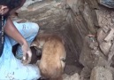 Mynet - Yeraltında kalan yavrularının başından ayrılmayan kurtarmak için her şeyi yapan anne köpek