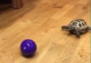 My pet tortoise thinks hes a dog Like Fantastic Animals