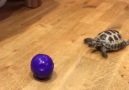 My pet tortoise thinks hes a dog Newsflare