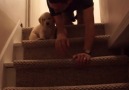 My puppy is still working out the whole stairs thing