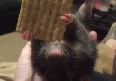 My special needs rat loves eating upside down ViralHog