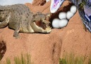 Mysterious Animals - Pythons stole crocodile eggs