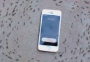 Mysterious video of ants circling iPhone