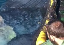 Naci Karabiber - Pervane balığı kurtarma operasyonu