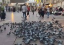 Najaf Shrine of Imam Ali a.s