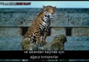 NAMAZ KILAN ADAM VE ASLAN......İBRETLİK..