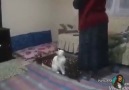 Namaz Kılan Teyzeye Rahat Vermeyen Kedi