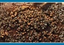 Nanokar Nem Stop ( Arılarınız Kışı Rahat  ve Sağlıklı Geçirsin )