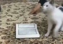 Naptı İse Kedi Kurana Basmadı. Suphanallah...