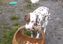 Nardee helping with the eggs )